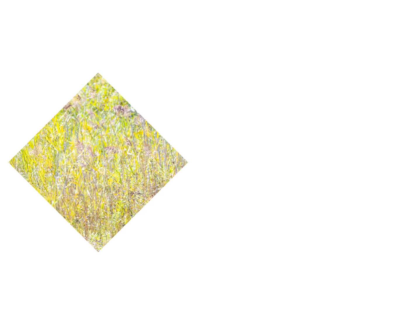 students and professor using equipment in a field of long grass