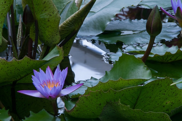 Picture of plants in pond