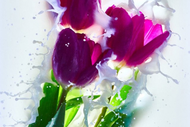 Image of flowers in milk.