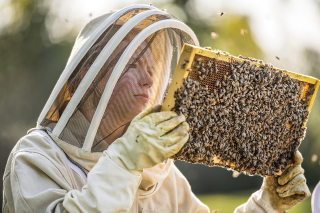 college student wearing a beekeeper suit looking at a frame full of bees.