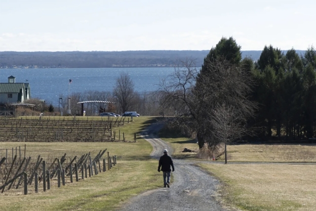 Scott Osborn, owner of Fox Run Vineyards, walks past dormant grapevines, Friday, March 21, 2025, in Penn Yan, N.Y.