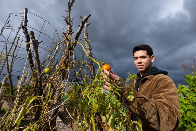 a college age male in a brown jacket looks at a tomato on a vine.