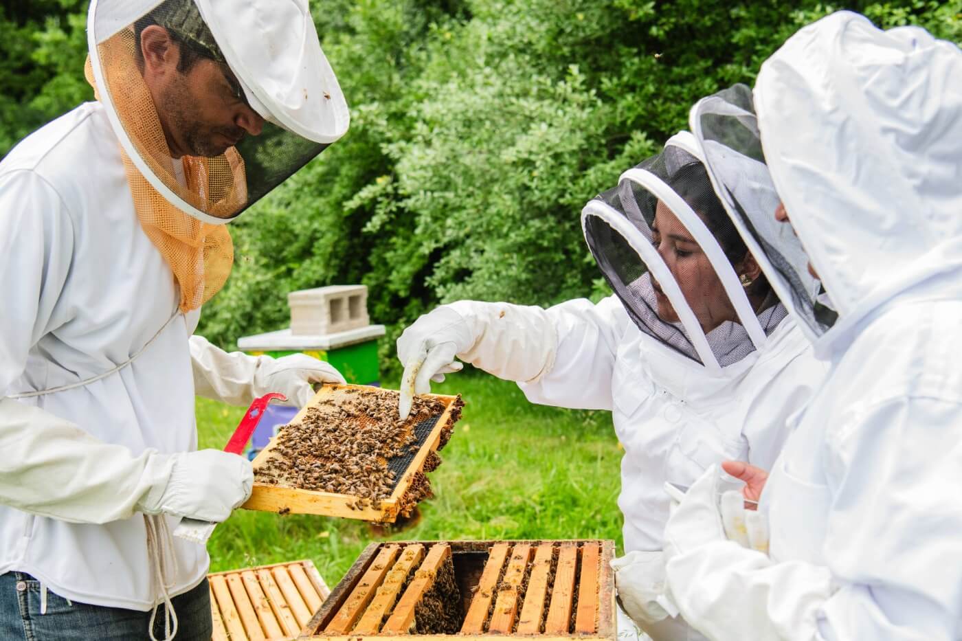 Students from the Beekeeping Club at RIT in the summer looking at honey and bees
