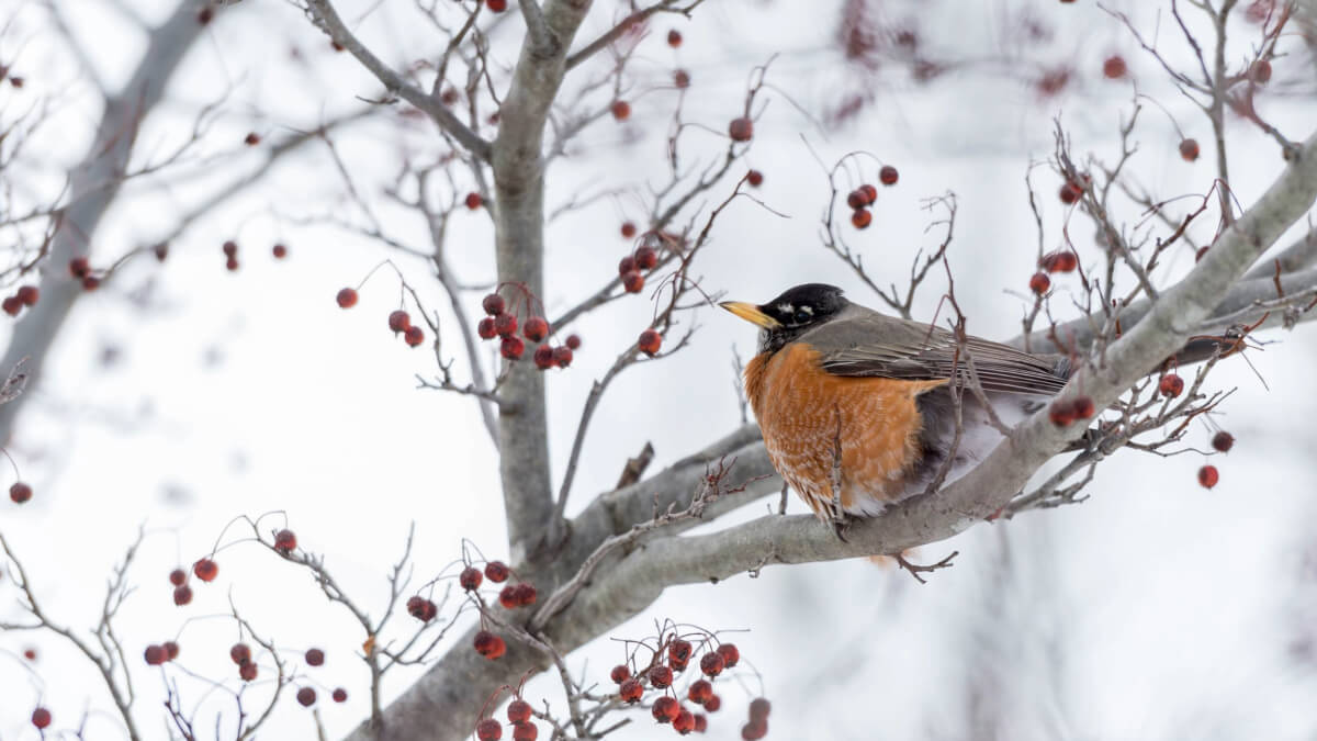 A robin sits atop a bare tree branch in winter. A few berries appear on the branch but all leaves have fallen. 