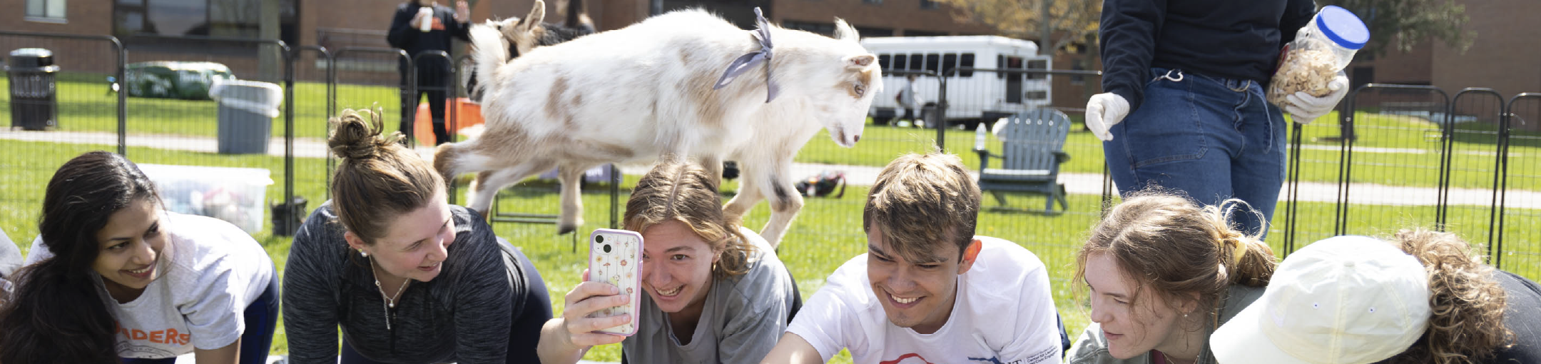 Students lined up on their hands and knees with a goat walking across their backs in a Goat Yoga program