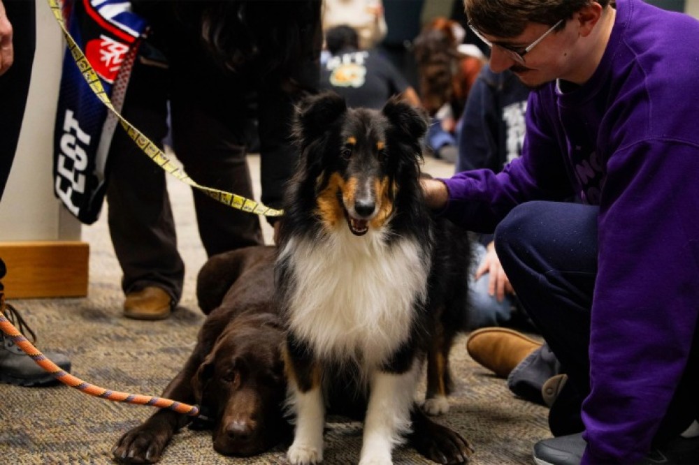 Students sit on the floor indoors petting two dogs, a black-and-white collie mix and a Brown Labrador, during a campus event.