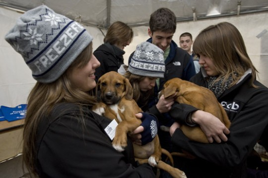 People posing with puppies