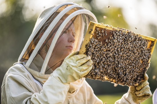 college student wearing a beekeeper suit looking at a frame full of bees.