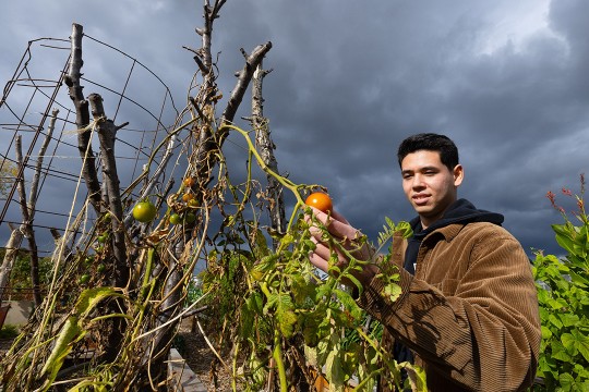 a college age male in a brown jacket looks at a tomato on a vine.
