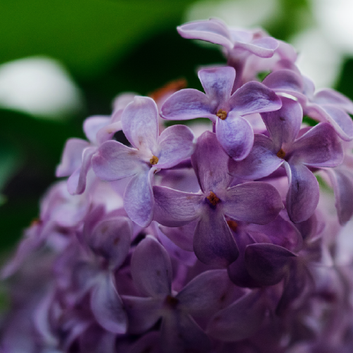 Purple lilac with green leaves