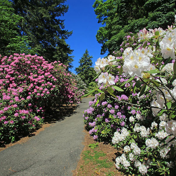 A scenic view of a path at Highland Park with bushes in full bloom 