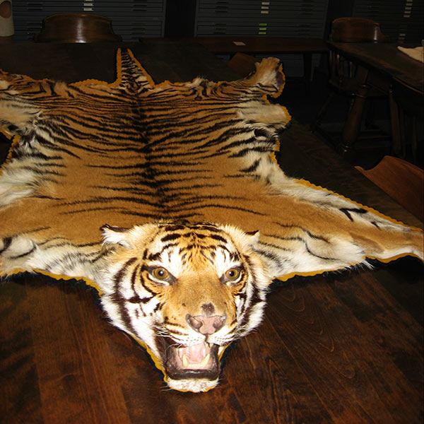 The pelt of Spirit the Bengal Tiger
