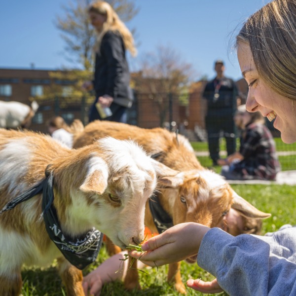 A student participating in one of the wellness events offered during the school year, Goat Yoga 