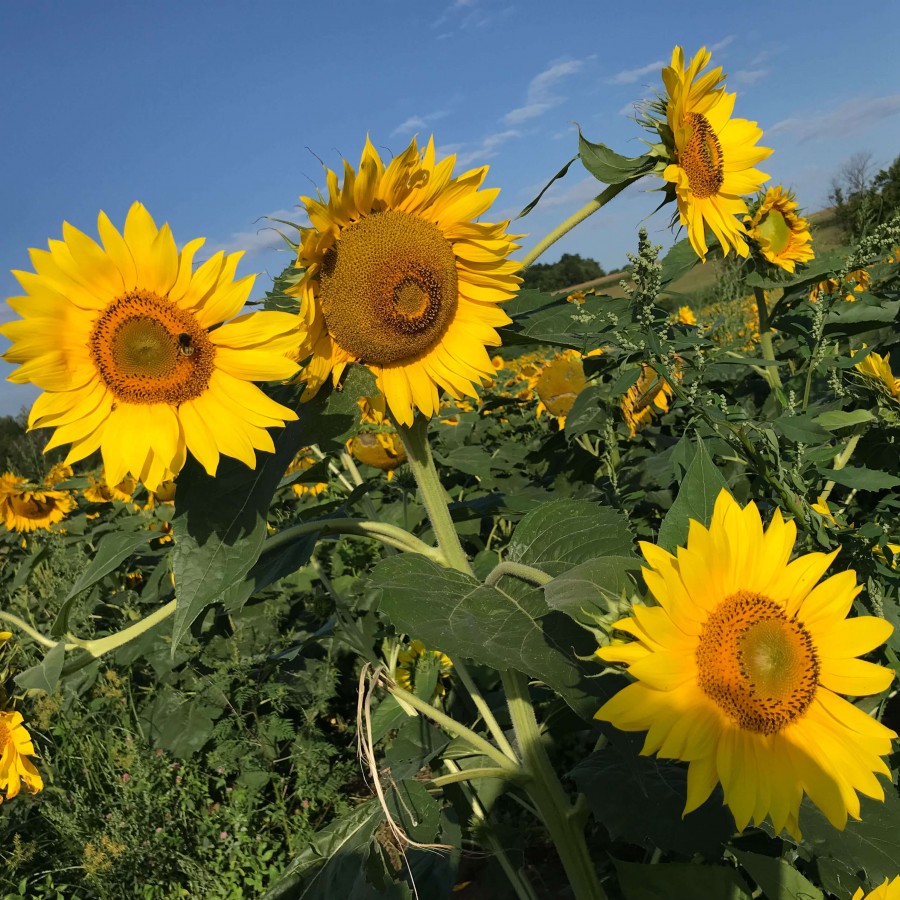 Sunflowers