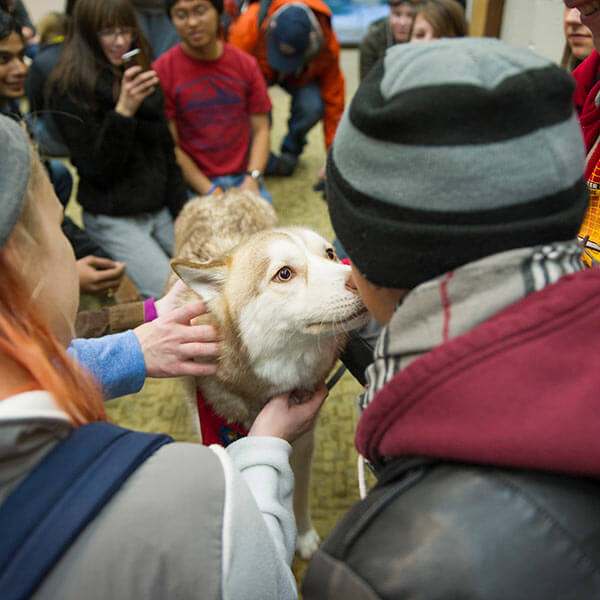 RIT Students petting dogs