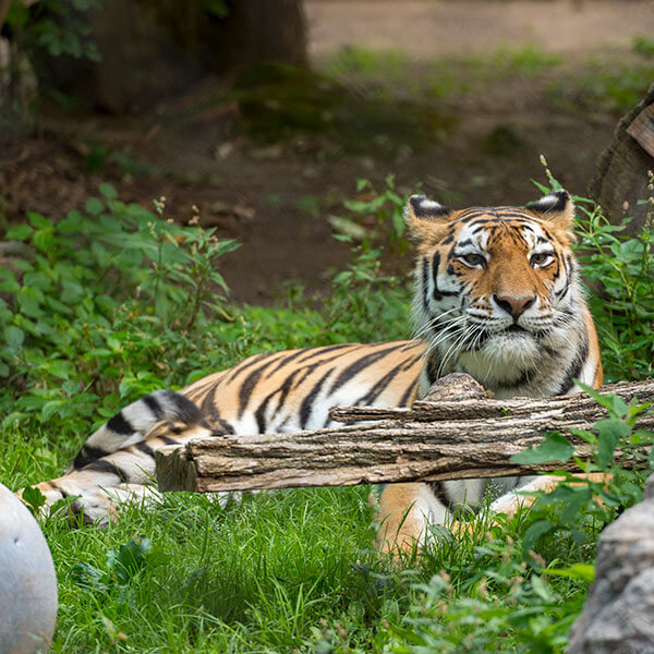 A tiger in a zoo