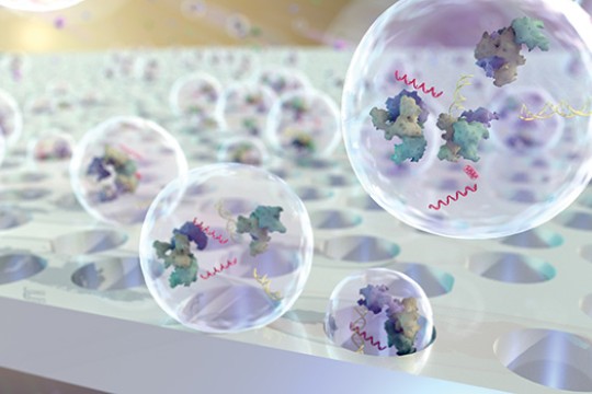 This image shows exosomes. They look like small, clear spheres with some curly objects and small, rough looking objects inside of them.