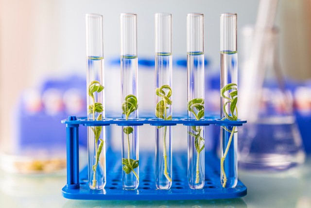 A blue test tube stand holds five clear test tubes filled with some water and five green plant starts. In the blurred background, you can see more scientific equipment like a flask.
