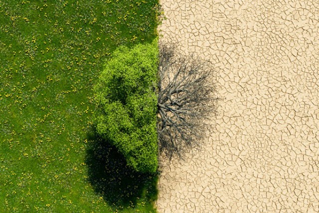 Aerial view of a single tree split down the middle, with one half green and lush on grassy land, and the other half dead on cracked, dry soil.