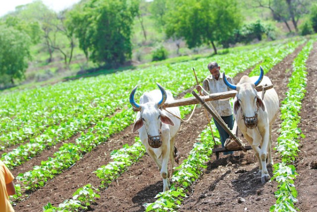 a farmer guides two cows carrying a plow through fields.