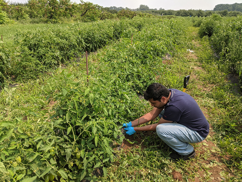 Researcher in a field looking at greens.