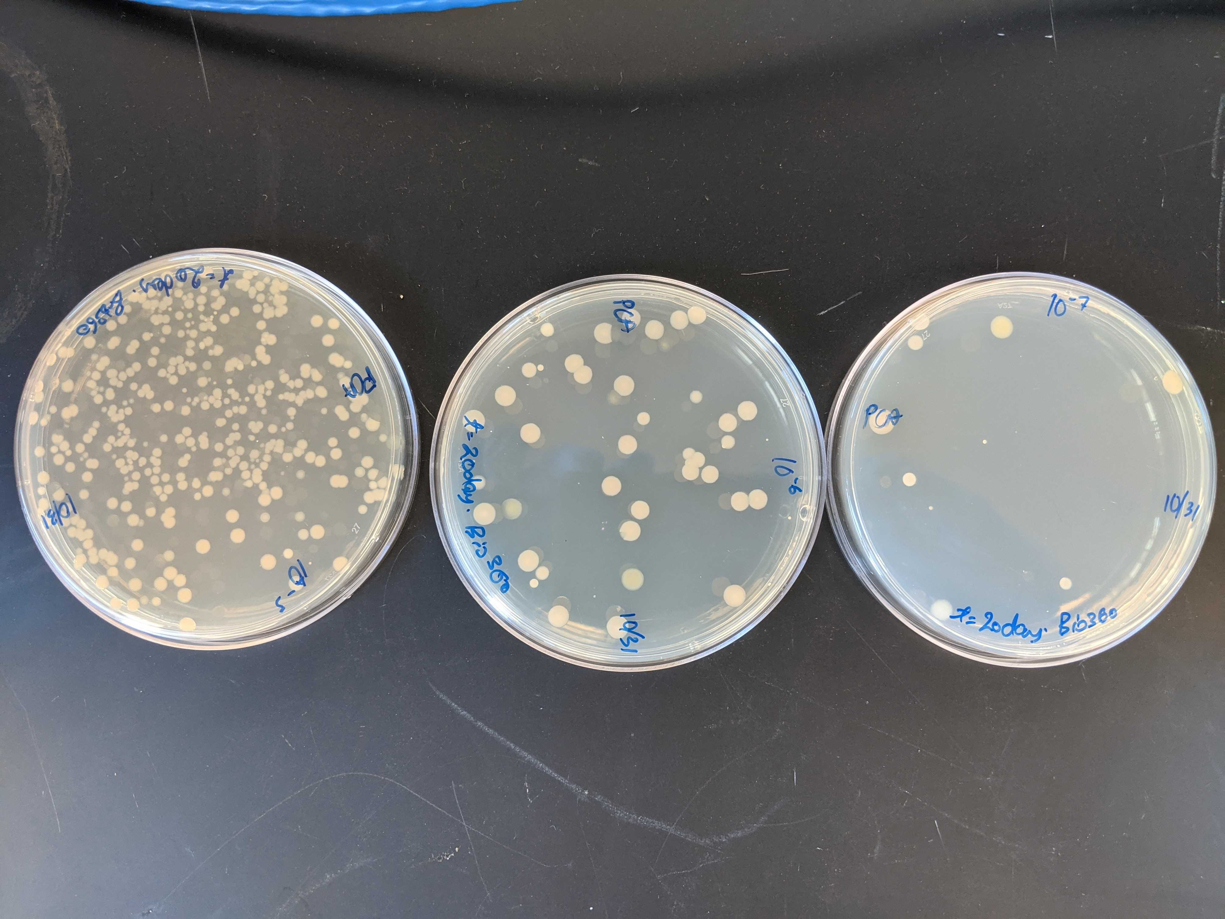 Agar plates with cell counts