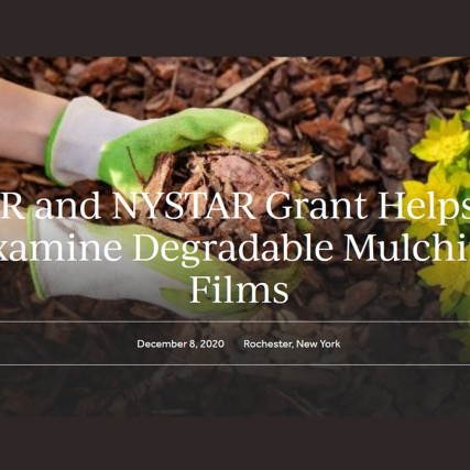 person holding a handful of mulch next to yellow flowers with the words FFAR and NYSTAR Grant Helps RIT Examine Degradable Mulching Films.