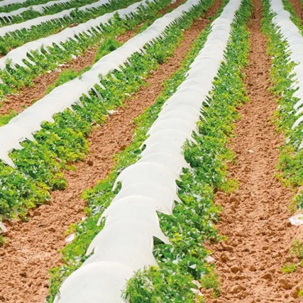 row of crops covered with white fabric.