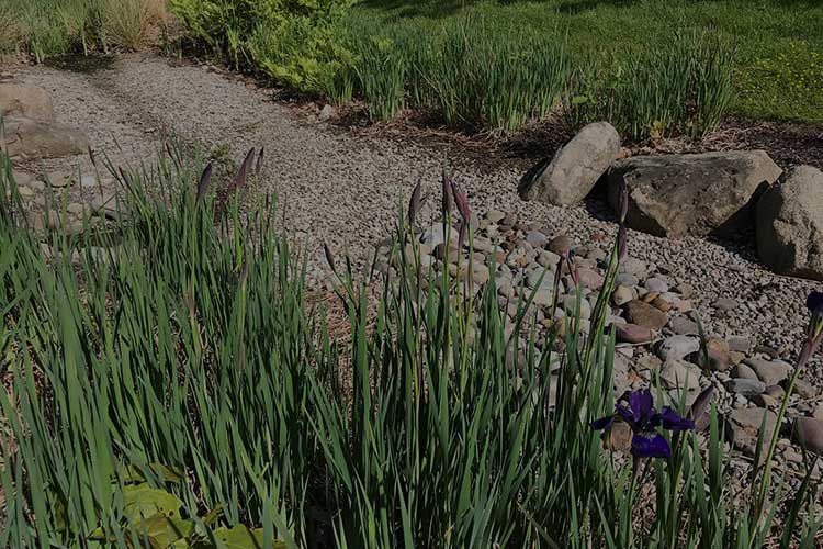 Perkins Rain Garden