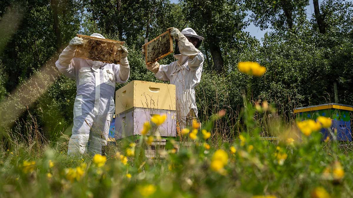 Two people in full beekeeping suits inspect hive frames in a wildflower field next to colorful bee boxes.