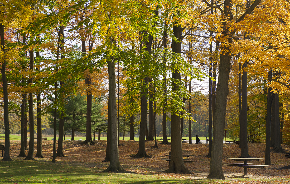 trees in fall