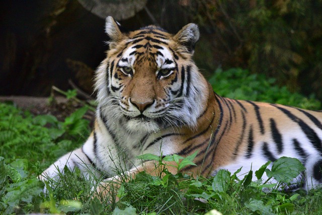 A photo of a tiger laying down in the grass.