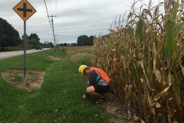 Person crouches near side of road and corn field to collect clover samples.