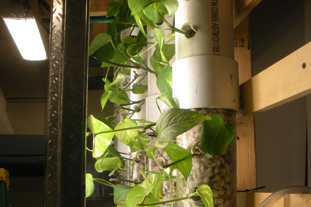 a series of vertical tubes with leafy plants growing out of them.