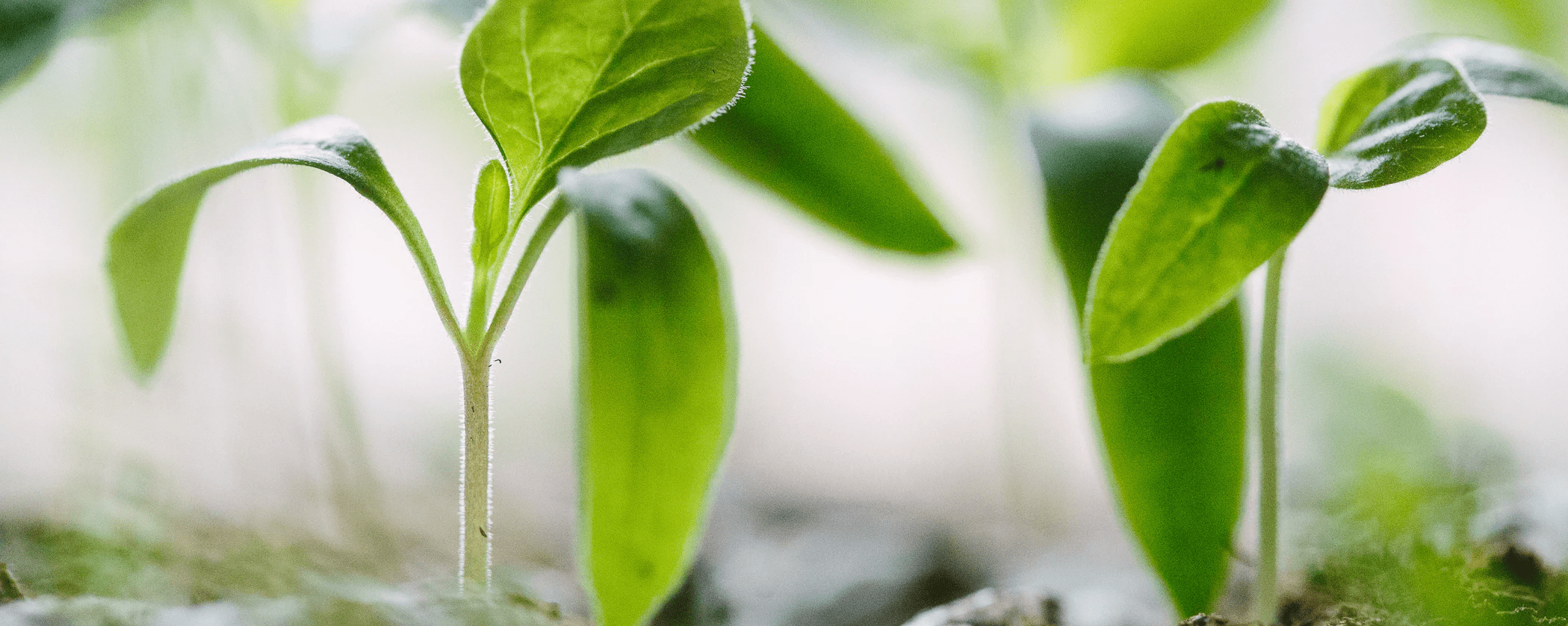 Close up of plant leaves