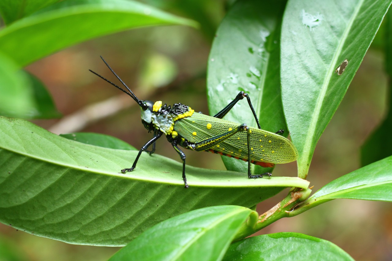 File:Insects from Biodiversity Park Sreekandapuram IMG 8709.jpg from https://commons.wikimedia.org/wiki/File:Insects_from_Biodiversity_Park_Sreekandapuram_IMG_8709.jpg