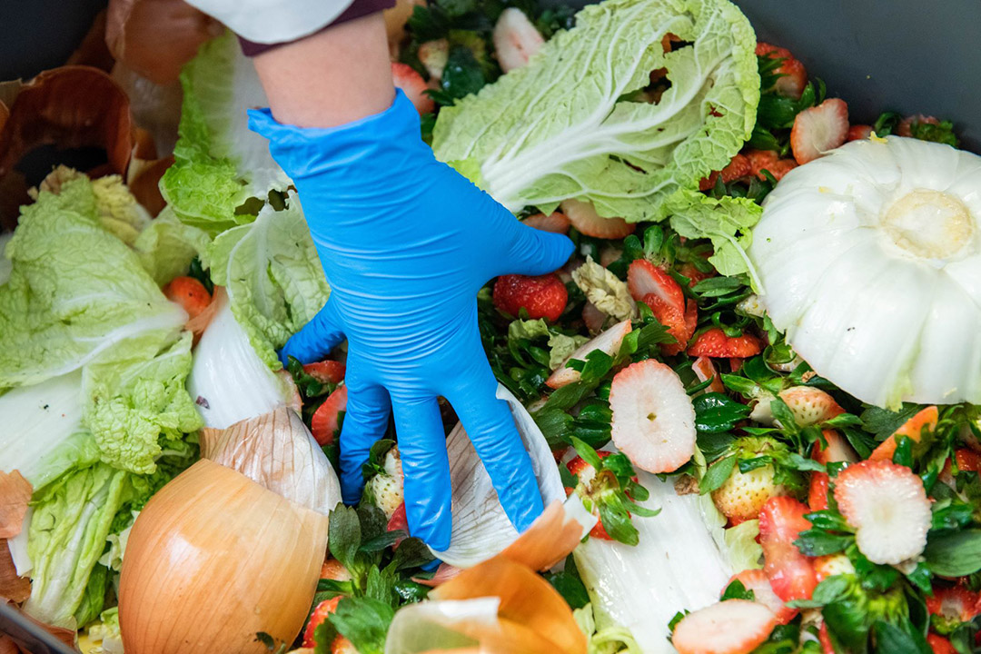 a white hand in a blue glove is handling food scraps