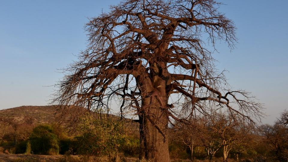 decorative image of baobab tree