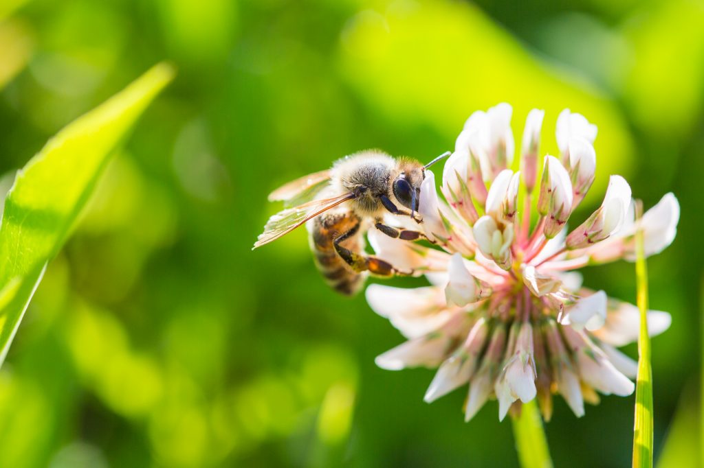 Close up stock photo of bee on a white clover flower