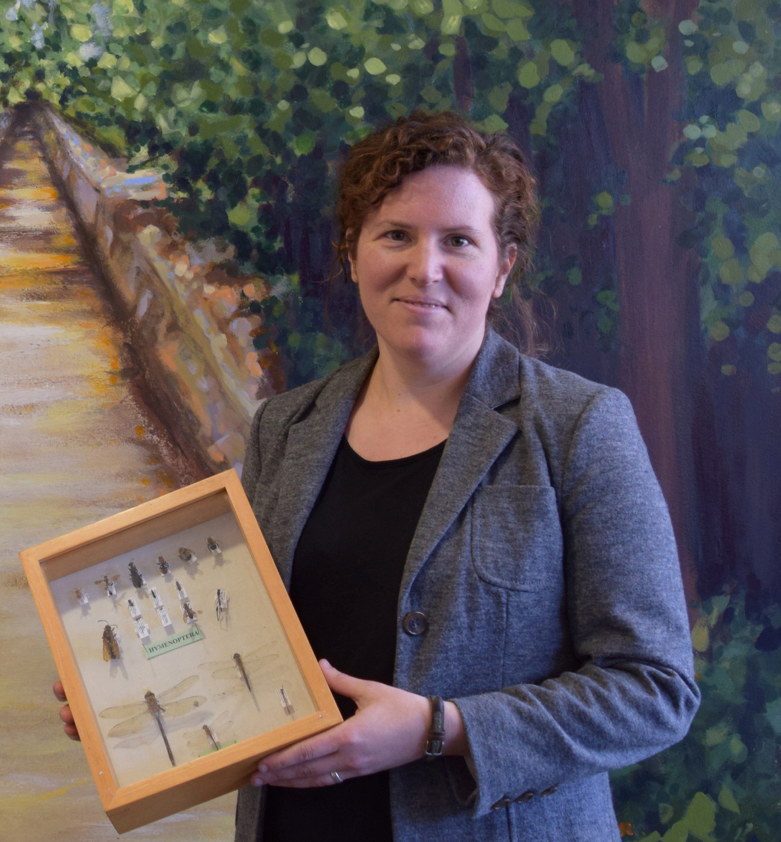 decorative image of Dr. Stack Whitney holding a box of pinned insects