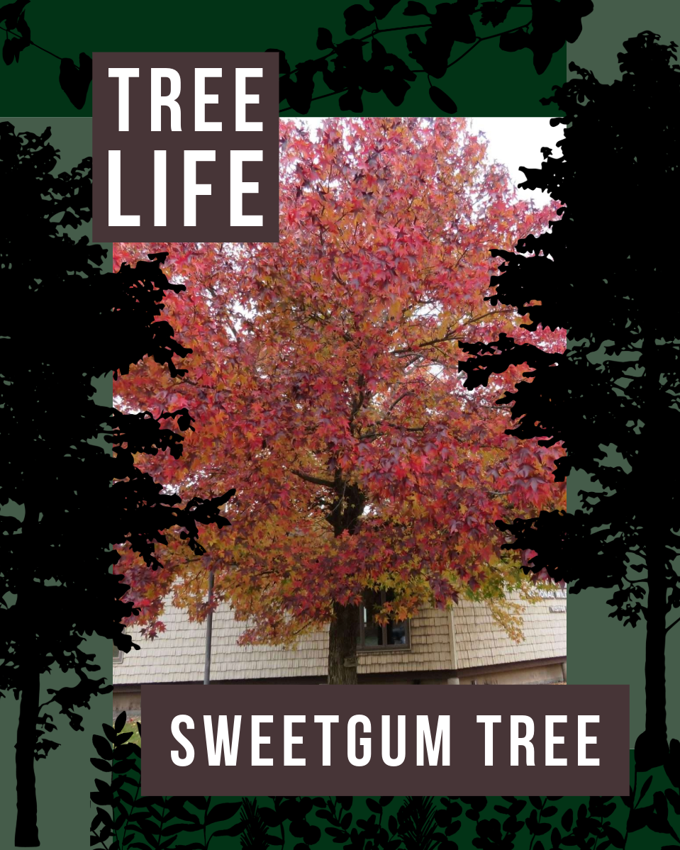 Tree Life flyer 