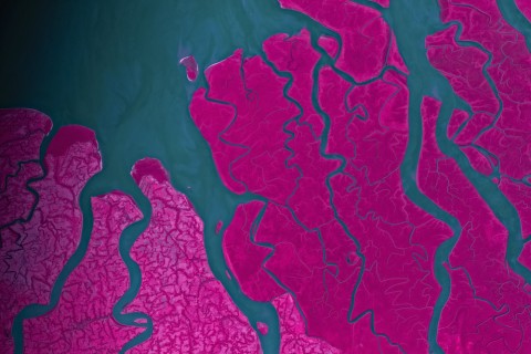 View from space of Ganges River Delta in near-infrared showing lush mangrove forests.