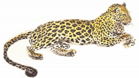 Realistic pastel on paper illustration of a reclining jaguar.