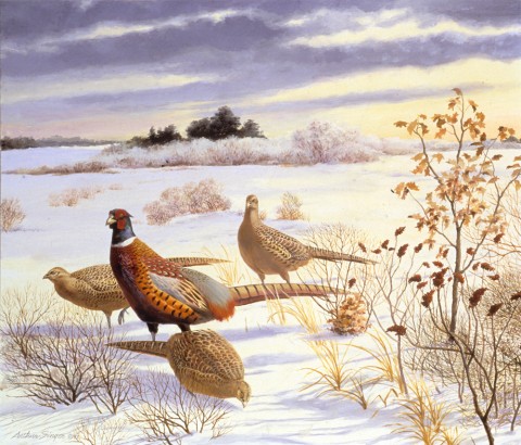 Realistic pen and ink illustration of three pheasants in a snowy landscape with scrubby leafless bushes and cloudy winter sky.
