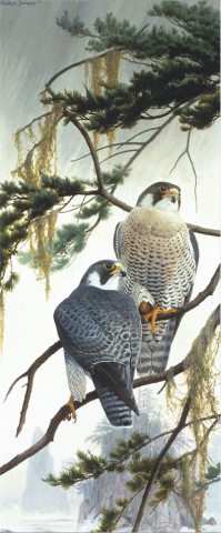 Realistic pen and ink illustration of two peregrine falcons roosting in a fir tree branches.
