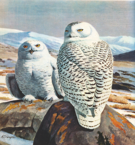 Realistic illustration of two snowy owls 