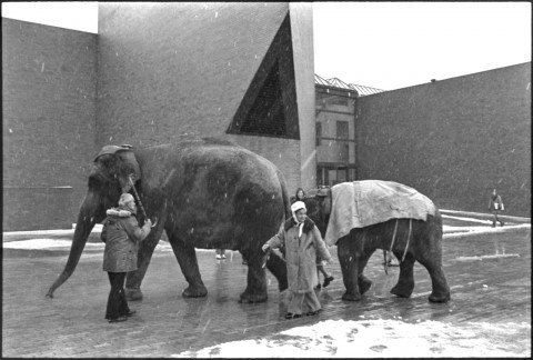 Two circus elephants being led past the entrance to the Student Union building by two circus employees