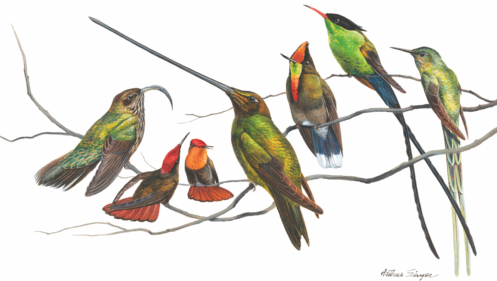 Realistic pen and ink illustration of seven colorful hummingbirds lined up on a branch