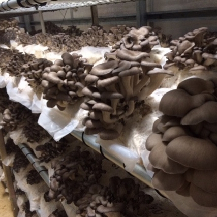 mushrooms growing on a shelf.
