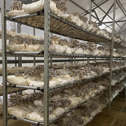 shelves of mushrooms growing in bags of sawdust.